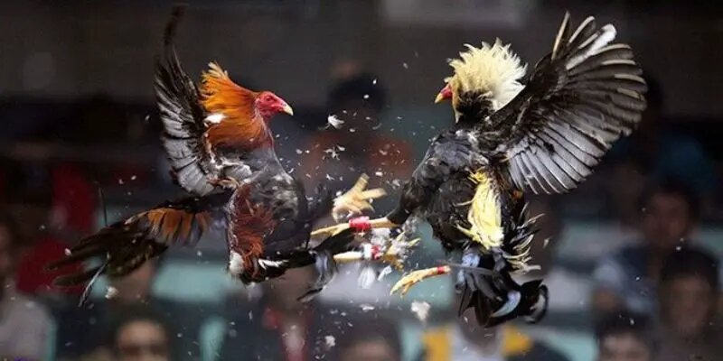 Tìm hiểu thêm về đá gà cựa sắt môn thể thao truyền thống